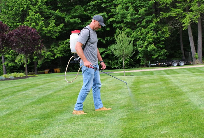 Enzyme backpack sprayer in use